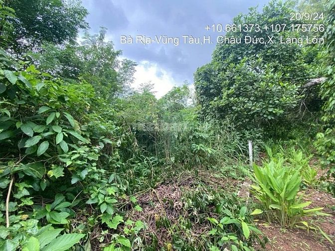 Công ty Đấu giá hợp danh Lam Sơn Sài Gòn THÔNG BÁO ĐẤU GIÁ TÀI SẢN