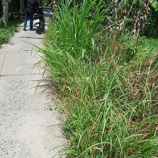 Ông anh ở Sài Gòn .  nhà không ở . Cần bán nhà và đất  . Đất trồng dừa