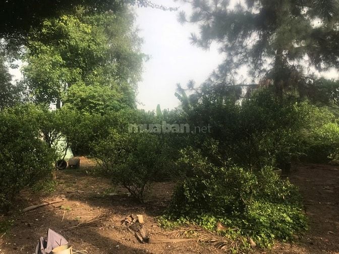 Cơ Hội Sở Hữu Đất Vườn 2400m² Tại Vĩnh Cửu – View Sông Thoáng Mát, 