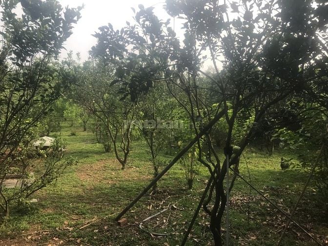 Cơ Hội Sở Hữu Đất Vườn 2400m² Tại Vĩnh Cửu – View Sông Thoáng Mát, 