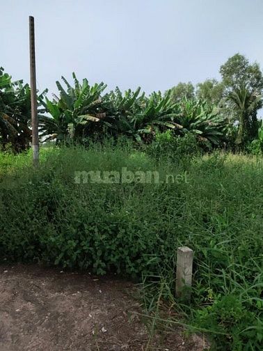 Bán gấp 138m2 đất Ấp Kế Mỹ xã Trường Bình huyện Cần Giuộc tỉnh Long An