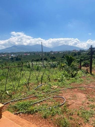 Đất 8x30m, Thổ Cư, Cách Chợ Đinh Lạc Di Linh 3km