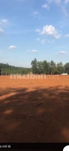 Bán lô đất 1000m2 tại Tân Hòa, Đồng Phú, Bình Phước