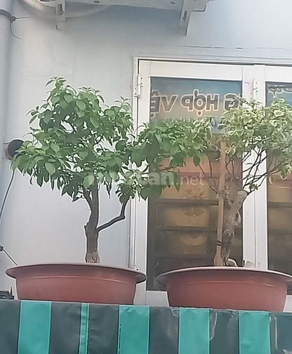 Chậu và cây bông giấy đẹp chăm sóc tốt