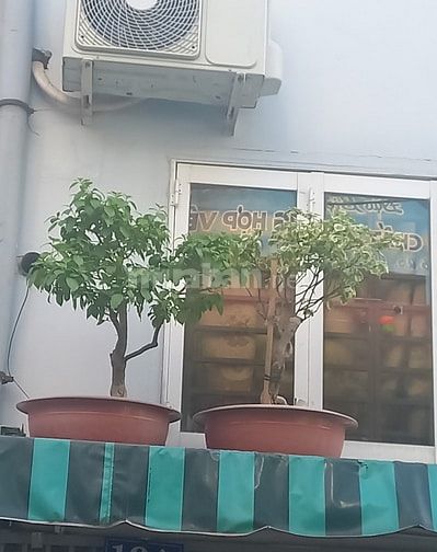Chậu và cây bông giấy đẹp chăm sóc tốt