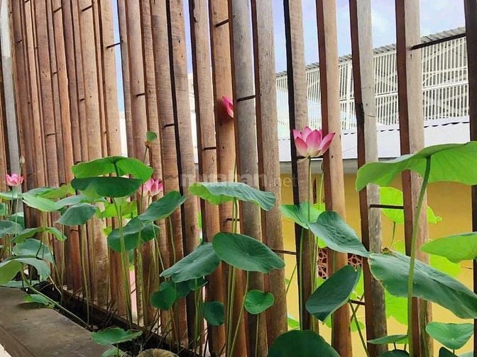Cho thuê căn Duplex 62 Trần Hưng Đạo,PNL,Quận 1.DT 160m2 Giá 45 Tr 