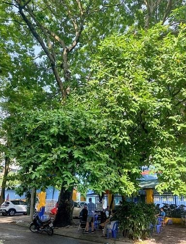 Chính chủ cho thuê nhà 10 ngõ 459 Đội Cấn, 30m2 x 4 tầng, 14 triệu