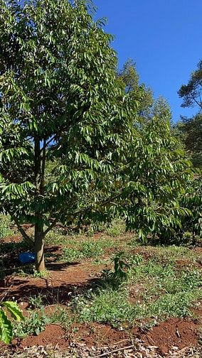 SỔ ĐỎ CHÍNH CHỦ,CHƯA QUA ĐẦU TƯ NGUỒN NGỘP. QL 14 XÃ CƯ NÉ, KRONG BUK,