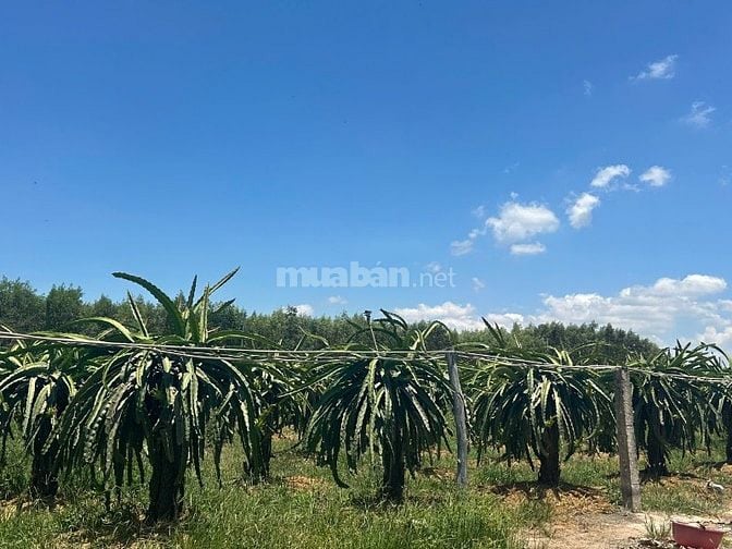 1,6 Mẫu Lô Góc View Hồ, Mt Nguyễn Minh Châu Tân Tiến Giá Ngộp