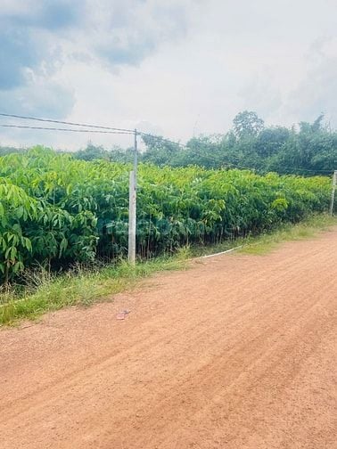 gần 28m mặt tiền đường xe hơi. 1050m2 có thổ. Giá 720tr 