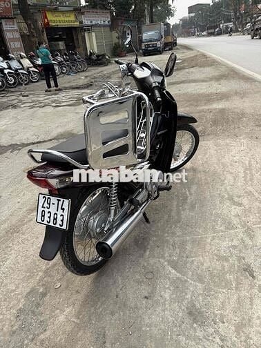 e bán anpha zin cọp biển đẹp chuẩn màu nâu