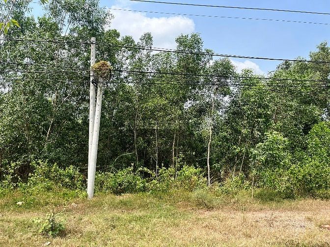Thửa 485, Đường Nguyễn Hữu Cảnh, Xã Long Tân, Huyện Nhơn Trạch, Đồng N