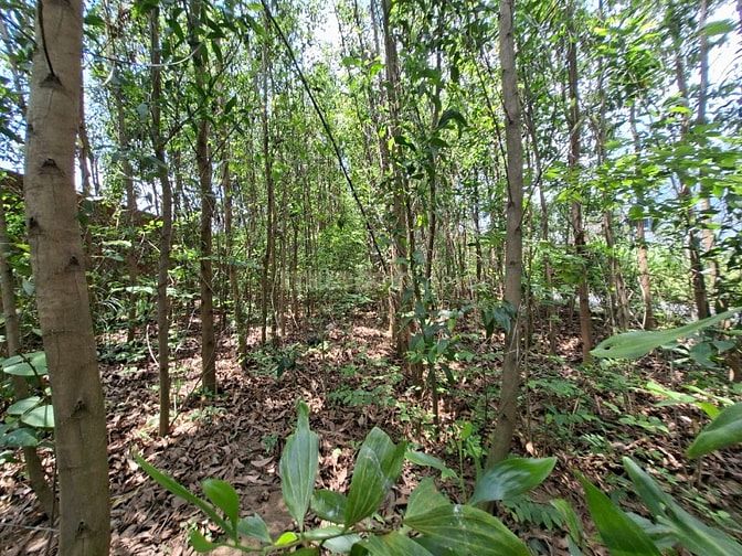 Đất ngay đường Hùng Vương,thổ,nhà vườn,kho,xưởng 5,6ty/677m,chính chủ