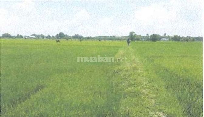 Bán 2.326,9m2 đất chuyên trồng lúa nước tại X.An Ninh Đông, Đức Hòa,LA