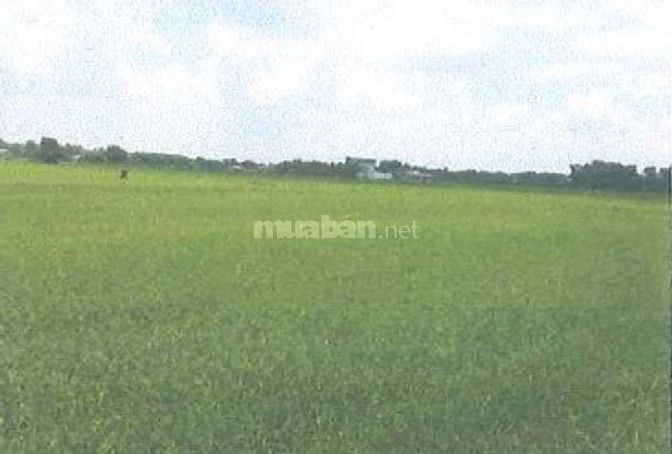 Bán 2.326,9m2 đất chuyên trồng lúa nước tại X.An Ninh Đông, Đức Hòa,LA