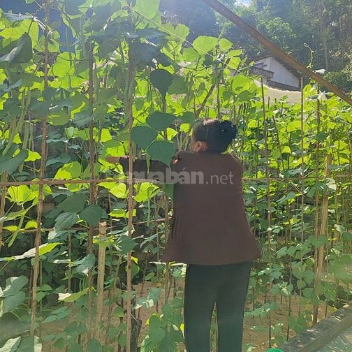 Gia đình cần tiền bán nhanh lô đất thổ cư sẵn nhà giá cực re