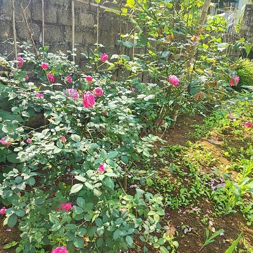 Gia đình cần tiền bán nhanh lô đất thổ cư sẵn nhà giá cực re
