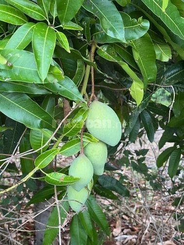 Cô Chú lớn tuổi - Cần Bán Gấp Lô Đất Vườn 2100m2 Dầu Giây, Đồng Nai