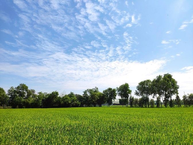 Chính chủ bán đất ruộng 42 công, mặt tiền 85m Ấp Mỹ Thạnh