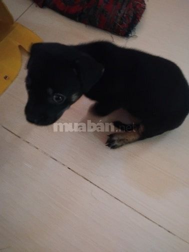 Chó con giống dực  nhà  đẻ , ai mua  gọi sdt