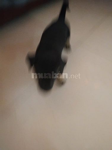 Chó con giống dực  nhà  đẻ , ai mua  gọi sdt