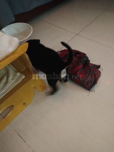 Chó con giống dực  nhà  đẻ , ai mua  gọi sdt