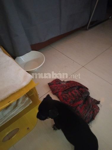 Chó con giống dực  nhà  đẻ , ai mua  gọi sdt