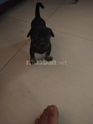 Chó con giống dực  nhà  đẻ , ai mua  gọi sdt