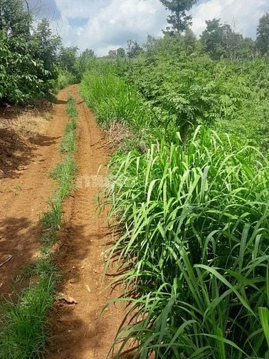 GIÁ RẺ CẦN BÁN GẤP. 10X50  P.THỐNG NHẤT, TX BUÔN HỒ, ĐĂK LĂK