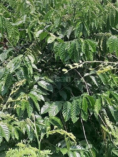 GIÁ RẺ CẦN BÁN GẤP. 10X50  P.THỐNG NHẤT, TX BUÔN HỒ, ĐĂK LĂK