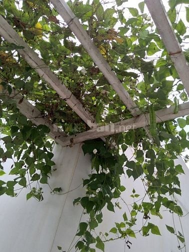 BÁN NHÀ 3 MẶT TIỀN, LIÊN PHƯỜNG, 83.3m2, 3 TẦNG, GẦN GLOBAL CITY Q.9