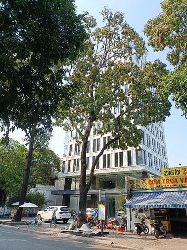 Cho thuê tòa nhà 234 Pasteur, Quận 3