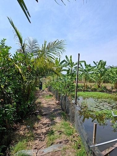 Cần bán 4200m Phú Hữu Tp. Thủ Đức