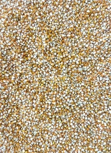 BÁN SỈ&LẺ CÁC LOẠI ĐẬU NÀNH, ĐẬU ĐỎ, ĐẬU XANH, ĐẬU ĐEN, BẮP, MÈ, TIÊU