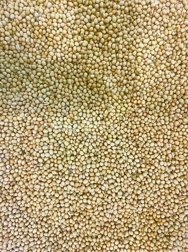 BÁN SỈ&LẺ CÁC LOẠI ĐẬU NÀNH, ĐẬU ĐỎ, ĐẬU XANH, ĐẬU ĐEN, BẮP, MÈ, TIÊU