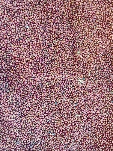 BÁN SỈ&LẺ CÁC LOẠI ĐẬU NÀNH, ĐẬU ĐỎ, ĐẬU XANH, ĐẬU ĐEN, BẮP, MÈ, TIÊU