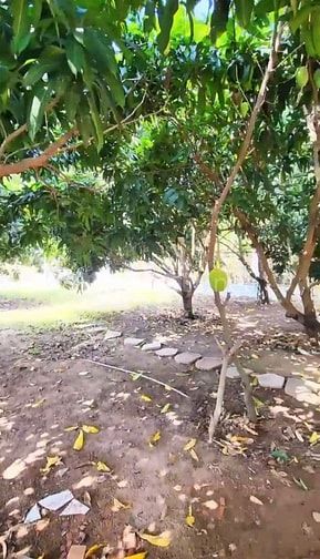 Biệt thự vườn 608m Nguyễn Văn Tạo Long Thới Nhà Bè