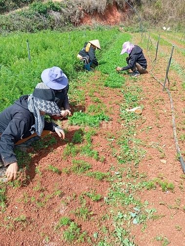 Cần tuyển Nam Nữ làm vườn rau hữu cơ tại Lâm Đồng