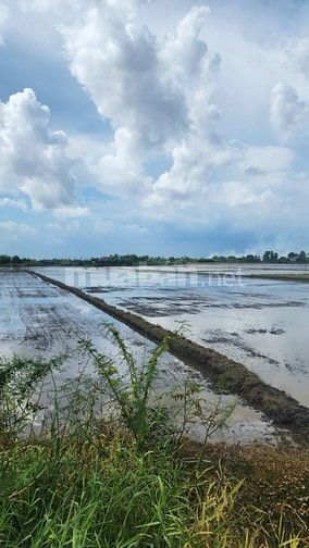 THÔNG BÁO ĐẤU GIÁ TÀI SẢN THEO THỦ TỤC RÚT GỌN