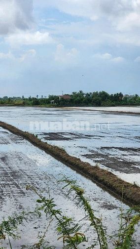 THÔNG BÁO ĐẤU GIÁ TÀI SẢN THEO THỦ TỤC RÚT GỌN