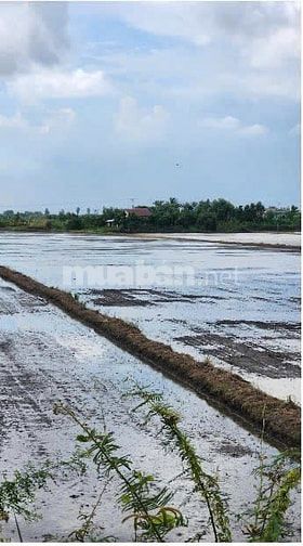 THÔNG BÁO ĐẤU GIÁ TÀI SẢN THEO THỦ TỤC RÚT GỌN