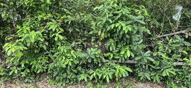 Bán đất Gò Hà- Hoà Khương -Hoà Vang- Đà Nẵng