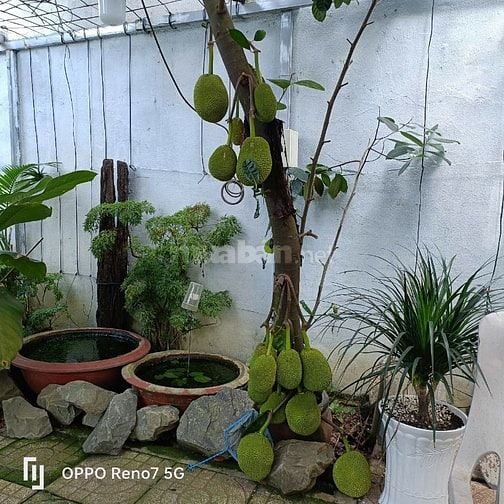 Bán 2 lô liền nhau 5*20m. Khu phố 4 Thị Trấn Hóc Môn 