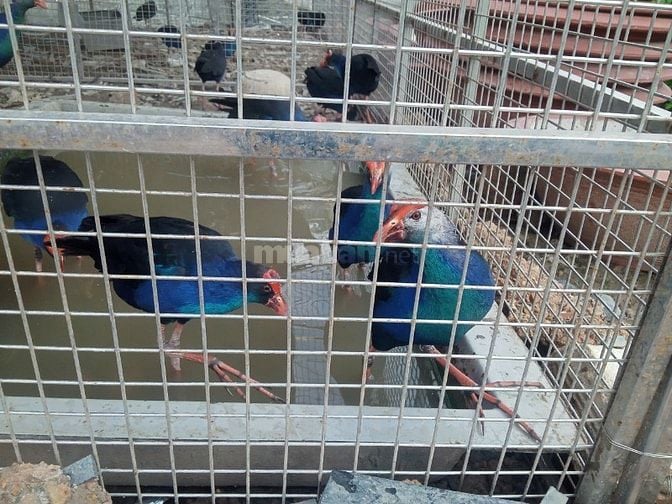 Thanh lý gấp bầy chim Trích Cồ 7-9 tháng tuổi giá siêu rẻ 05/2025