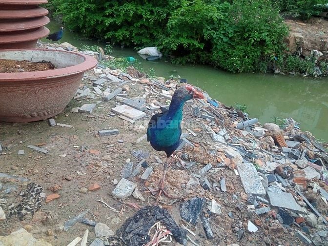 Thanh lý gấp bầy chim Trích Cồ 7-9 tháng tuổi giá siêu rẻ 05/2025