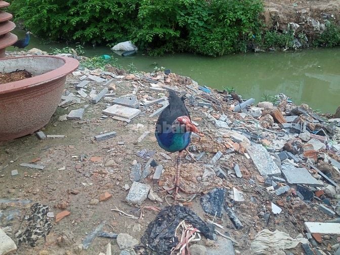 Thanh lý gấp bầy chim Trích Cồ 7-9 tháng tuổi giá siêu rẻ 05/2025