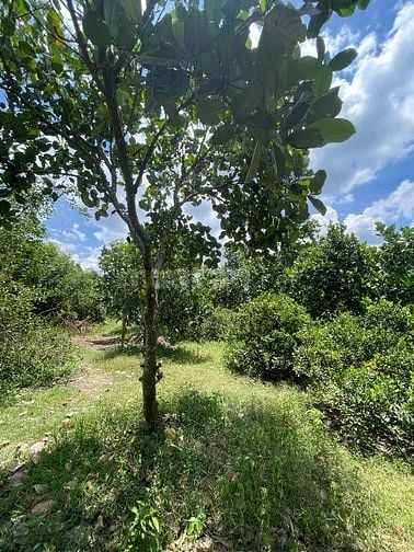Bán 1.000m2 vườn trái cây Long Khánh - Thổ cư - Sổ riêng 