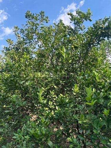 Bán 1.000m2 vườn trái cây Long Khánh - Thổ cư - Sổ riêng 