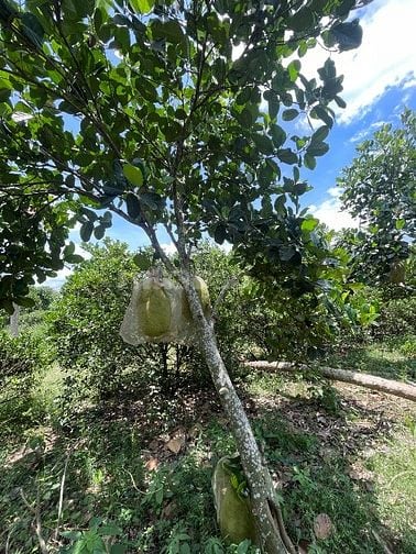 Bán 1.000m2 vườn trái cây Long Khánh - Thổ cư - Sổ riêng 