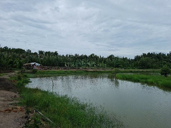 Bán đất vườn diện tích lớn tại Cần Đước